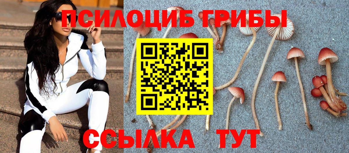Находка  Псилоцибиновые грибы Psilocybine cubensis  Вход с VPN 
